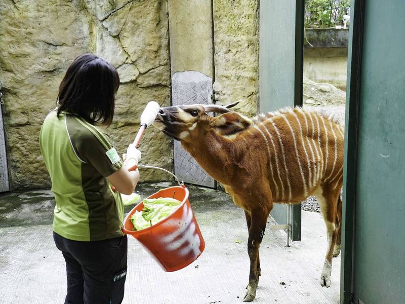 生性膽小機警的「斑哥羚羊」，在美食誘惑之下保育員開始進行動物訓練。（台北市立動物園提供）