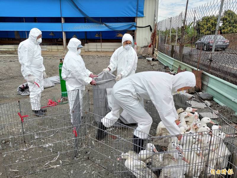 萬丹鄉一家肉鴨場確診新型H5N2亞型禽流感，動物防疫所派員撲殺。（記者葉永騫攝）
