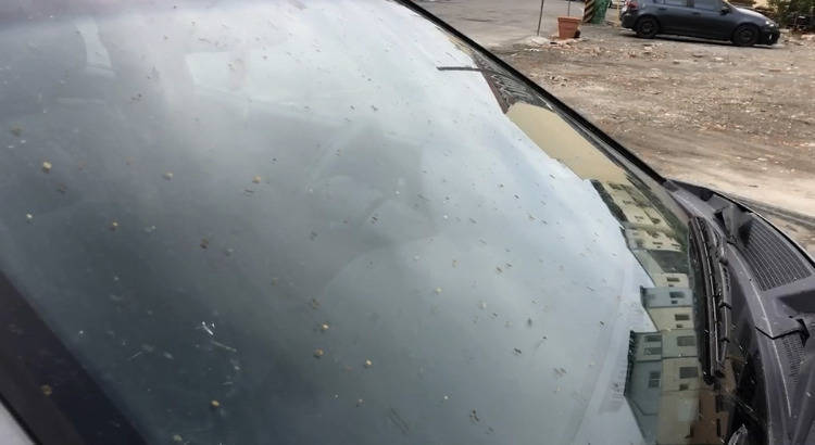 居民的車被蜜蜂屎攻擊。（照片由民眾提供）