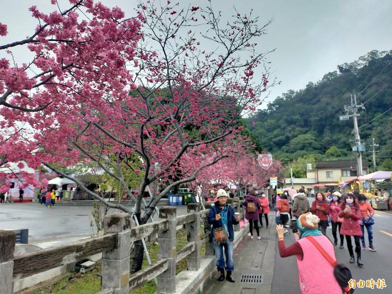 后里泰安櫻花季登場，賞花遊客絡繹。（記者張軒哲攝）