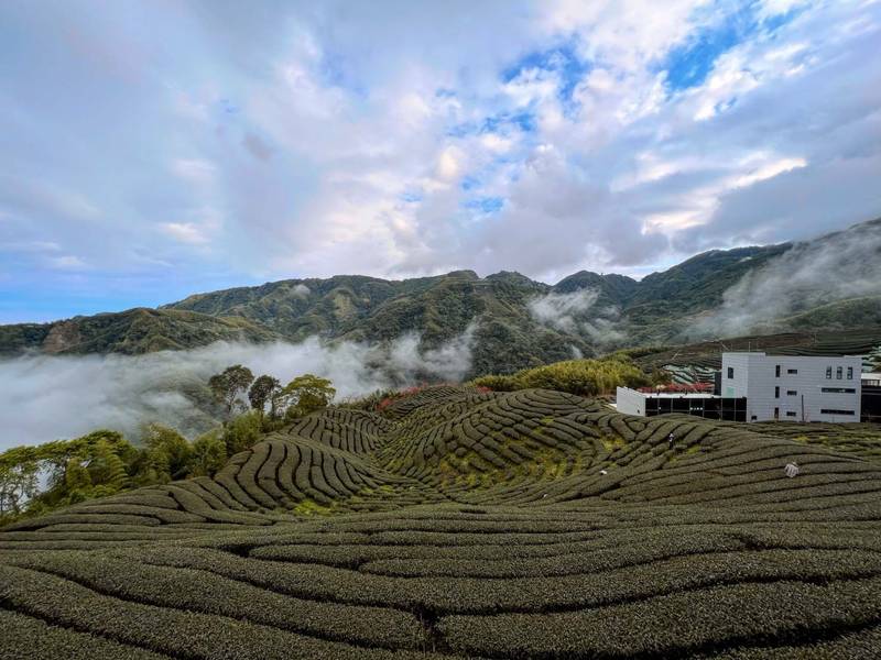 南投竹山鎮大鞍竹海風景區，以八卦形狀茶園景觀聞名。（竹山鎮公所提供）