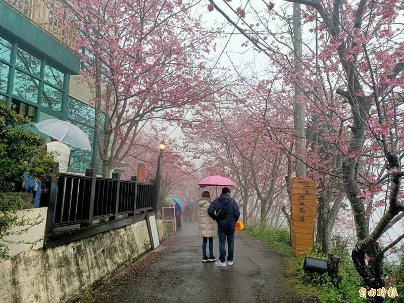 今日天寒降雨，仍有遊客上拉拉山撐傘賞櫻。（記者許倬勛攝）