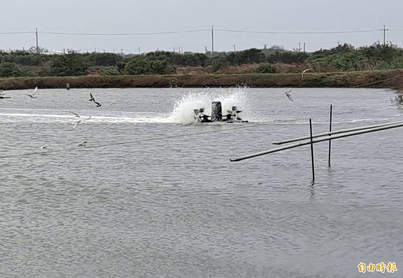 寒流來襲，漁民嚴陣以待，魚塭水車全開，讓池面水溫平均，也是防寒的必要作為。（記者蔡文居攝）