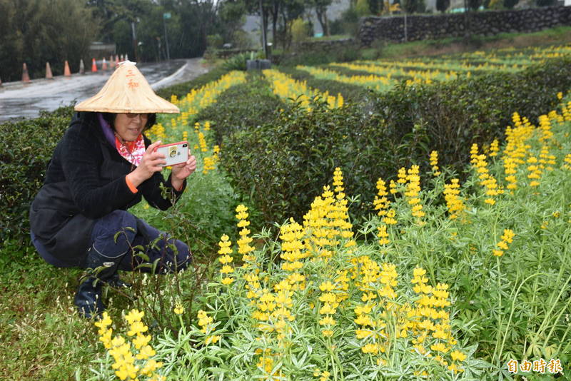 遊客自備斗笠穿梭茶園尋覓黃金花海、拍下雨中仍搖曳生姿的魯冰花。（記者李容萍攝）