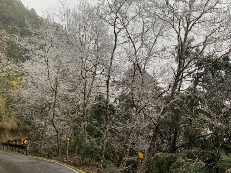 昨太平山翠峰林道霧淞景致，卻未出現降雪。（資料照，圖由太平山遊樂區提供）