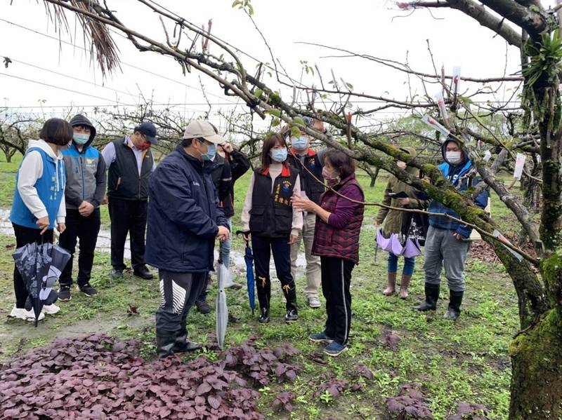 花蓮縣因持續低溫，出現首波農作寒害通報，壽豐高接梨開花率僅1成，農友堪稱20年最慘。（花蓮縣府農業處提供）