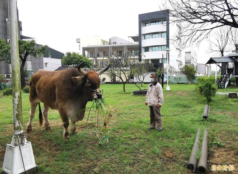 仁德區成功里的大黃牛「十三爺」，暫時安置在218營公園。（記者吳俊鋒攝）