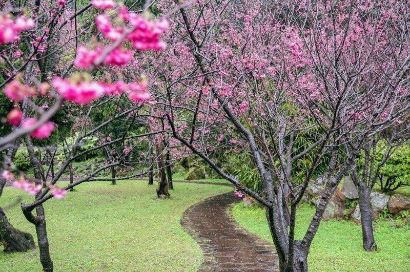 連日雨勢終於趨緩，台北市陽明山上的櫻花也正繽紛綻放。（台北市公園處提供）