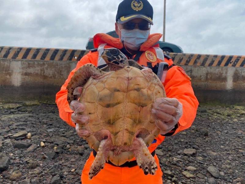 澎湖低溫特報期間，接連發生海龜凍沒條獲救案件。（第七岸巡隊提供）