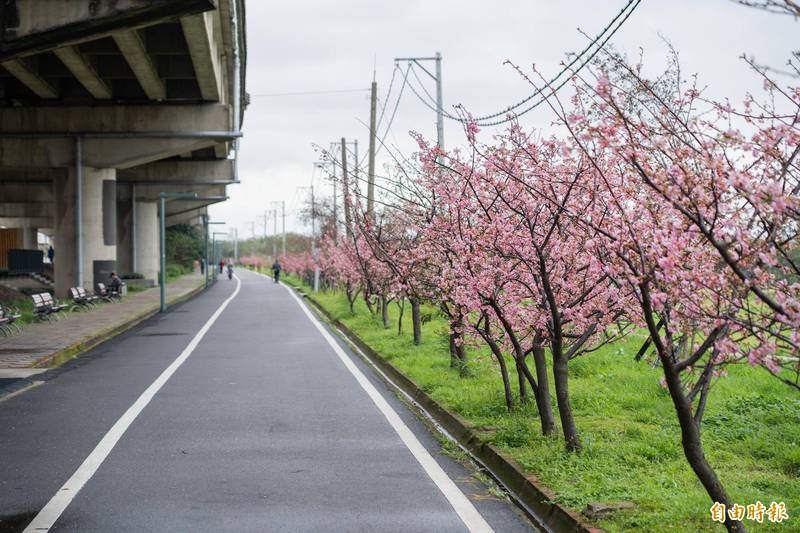 春雨過後氣溫回暖，櫻花爭相綻放，新竹市左岸櫻花大道、新竹公園正迎接粉紅花爆。（記者洪美秀攝）