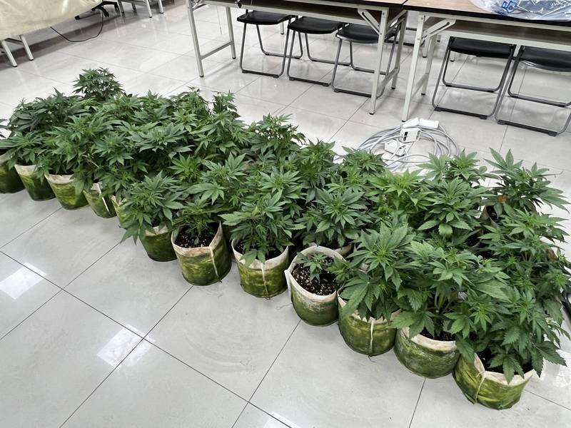 楊梅警方前往透天民宅查獲大麻工廠，查扣大麻160株和半成品、成品。（記者李容萍翻攝）
