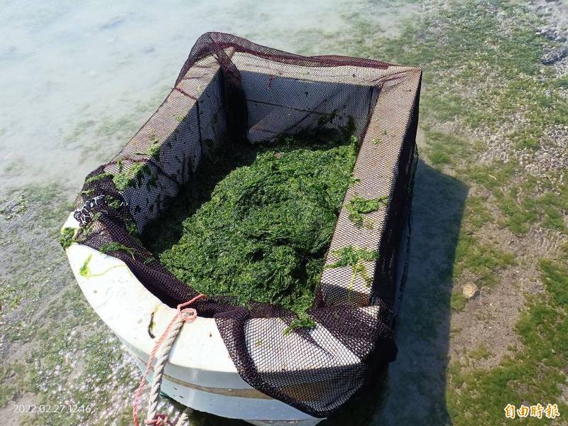 寒流過境澎湖綠金來了，海菜進入採收期。（記者劉禹慶攝）