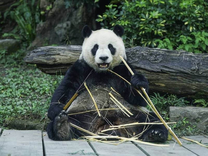 「圓仔」的吸收能力似乎特別好，體重居然直逼成年公熊爸爸「團團」。（圖由動物園提供）