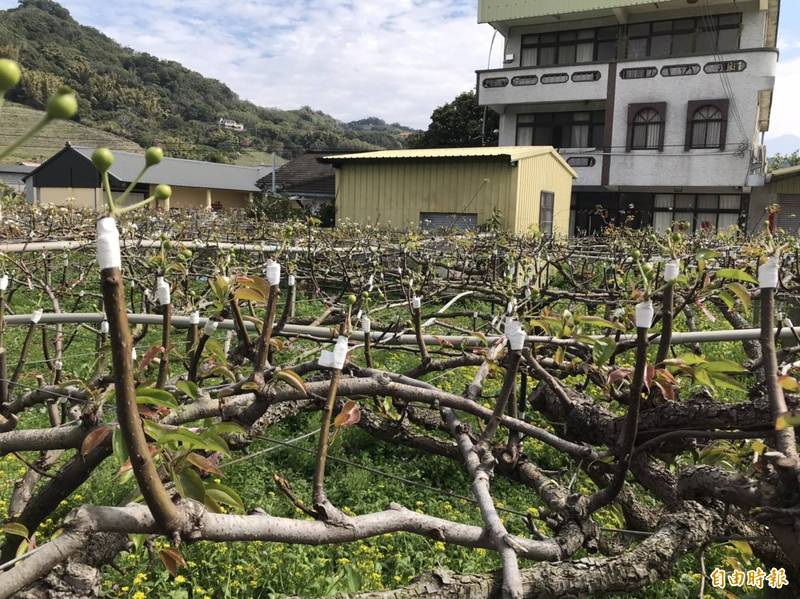 除草莓受損嚴重，苗栗縣高接梨受雨害也慘兮兮。（記者蔡政岷攝）