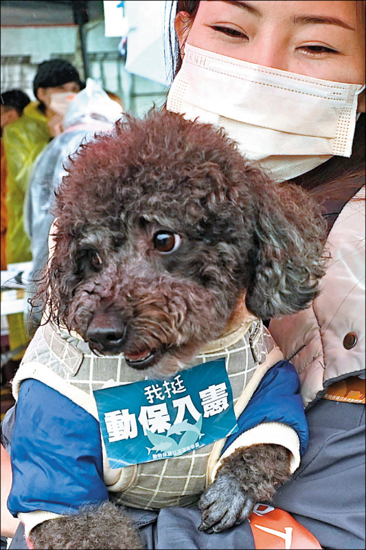 中日對照讀新聞 犬を飼うと介護リスク半減 養狗者需請看護風險減半 國際 自由時報電子報
