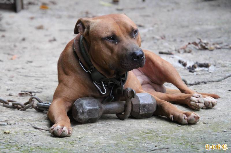 中市動保處指中央明定比特犬應於明年2月28日前完成登記備查才能繼續飼養。（示意圖，資料照）