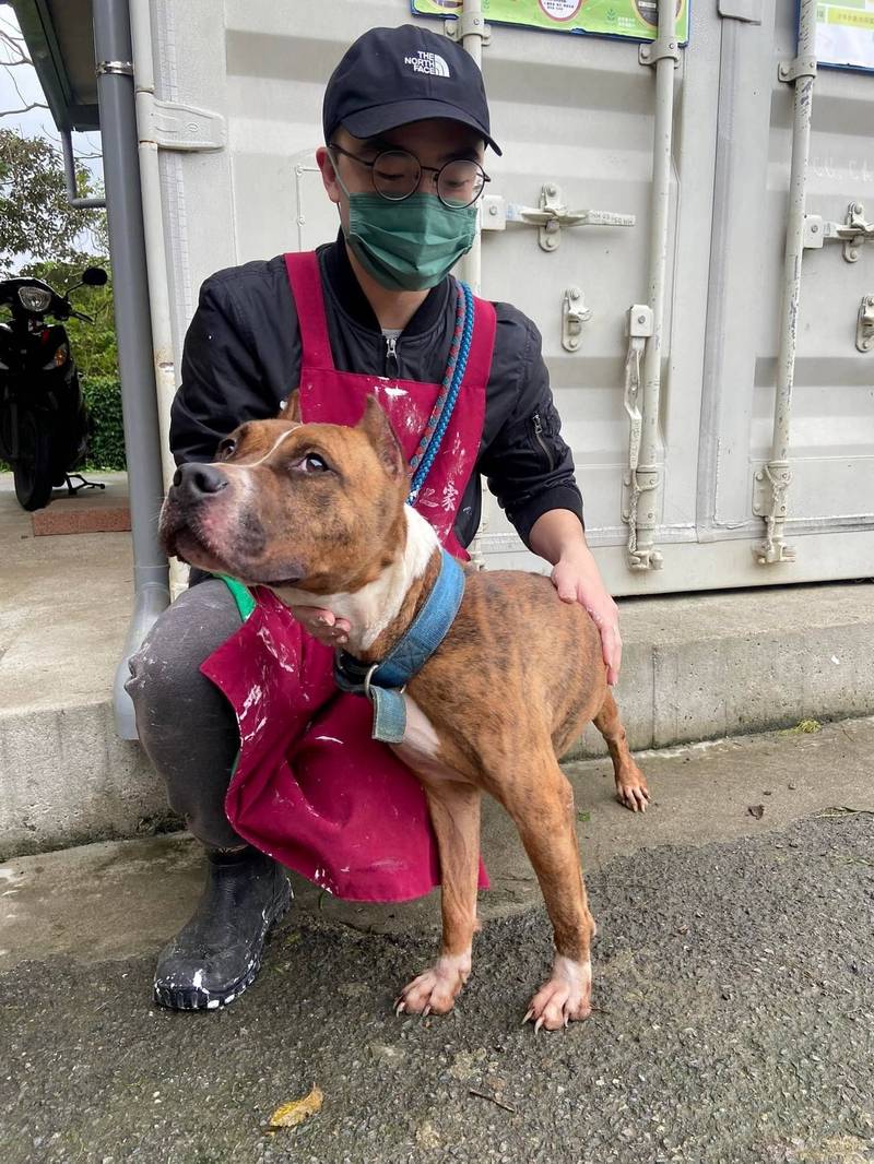 動保處在3月6日開辦比特犬訓練課程，只要有飼養的民眾就必須要來上課。（新北市動物保護防疫處提供）