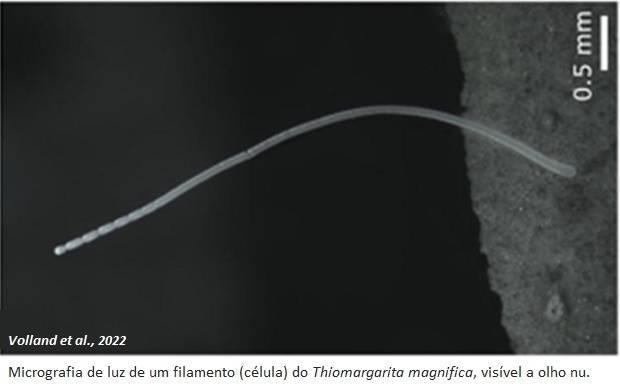 迄今科學家發現的最大的細菌「華麗硫珠菌」，可長到2公分長，肉眼可見。（翻攝自推特）