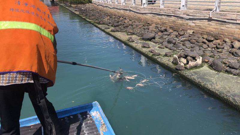 台南安平運河出現漂浮魚屍，南市環保局派員打撈以避免二度汙染。（環保局提供）