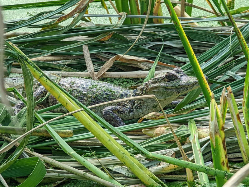 埔里鎮向善里的茭白筍田，發現一隻鱷魚。（民眾提供）