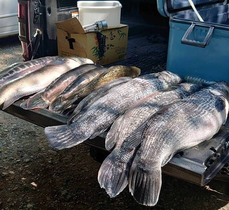 日月潭漁民趁魚虎繁殖期展開「除虎」行動，左邊「霸王級」的魚虎也落網被捕。（圖由民眾提供）