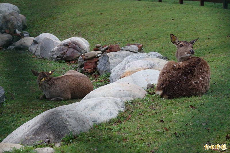鹿港生態公園所養的梅花鹿，在公鹿暴斃後，目前只剩母鹿。（記者劉曉欣攝）