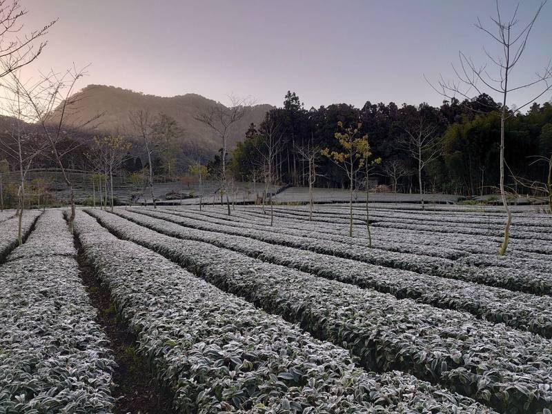 嘉義縣阿里山鄉樂野村頂湖茶園降霜一片雪白。（葉秋源提供）