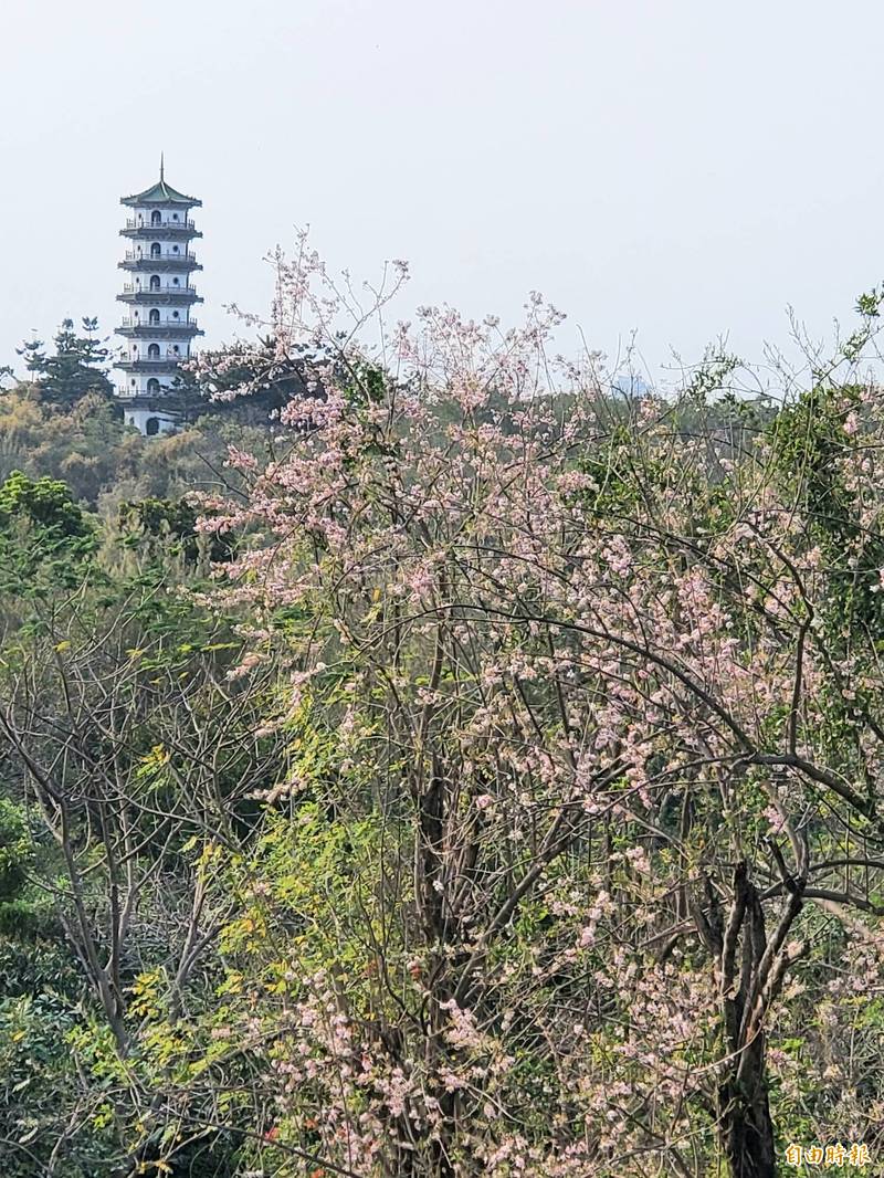 高雄澄清湖風景區南洋櫻綻放。（記者陳文嬋攝）