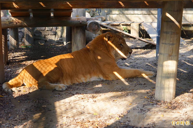 屏東科技大學保育類野生動物收容中心的獅虎阿彪。（記者陳彥廷攝）