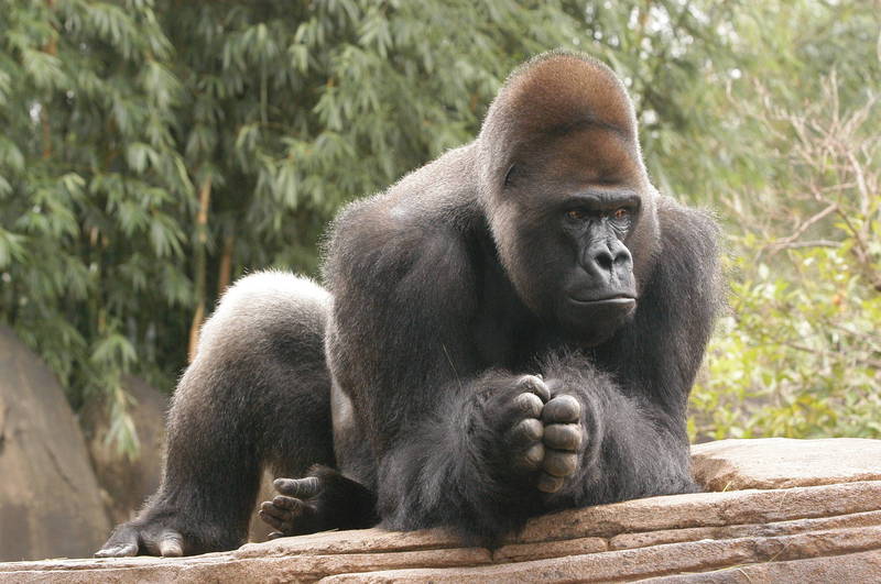 美國一名飼養員芬德利日前帶著女兒回到動物園探望自己照顧的銀背猩猩朱巴，沒想到卻意外看見溫馨的畫面，此為示意圖，與新聞事件無關。（美聯社）