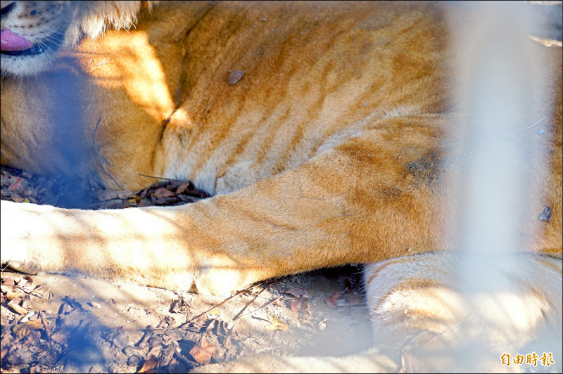 國立屏東科技大學保育類野生動物收容中心的獅虎阿彪，左後肢因基因缺陷無法彎曲。（記者陳彥廷攝）