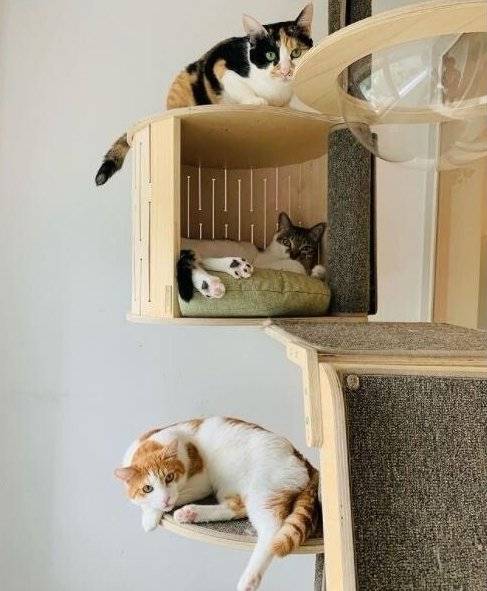 三只爱猫眼神充满好奇心。（图翻摄自尹钖悦推特）(photo:LTN)