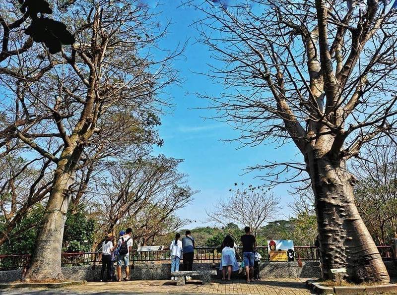 壽山動物園邀專家為園區內植物健檢。（記者王榮祥翻攝）