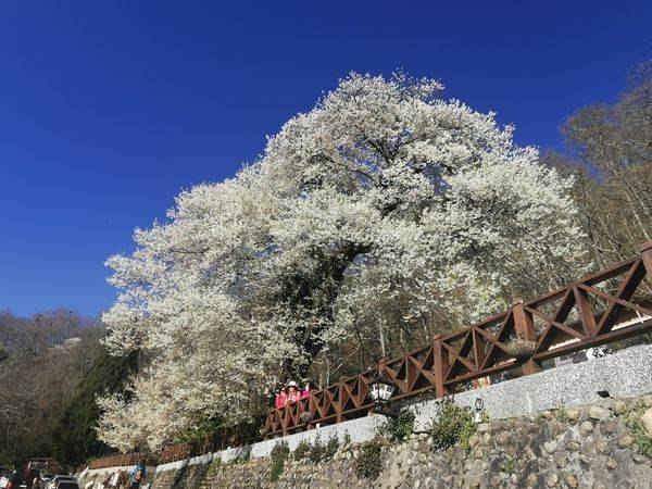 「霧社櫻王」滿開車流湧入，雪管處管制一進一出車潮排3公里。圖為櫻王滿開畫面。（雪管處提供）