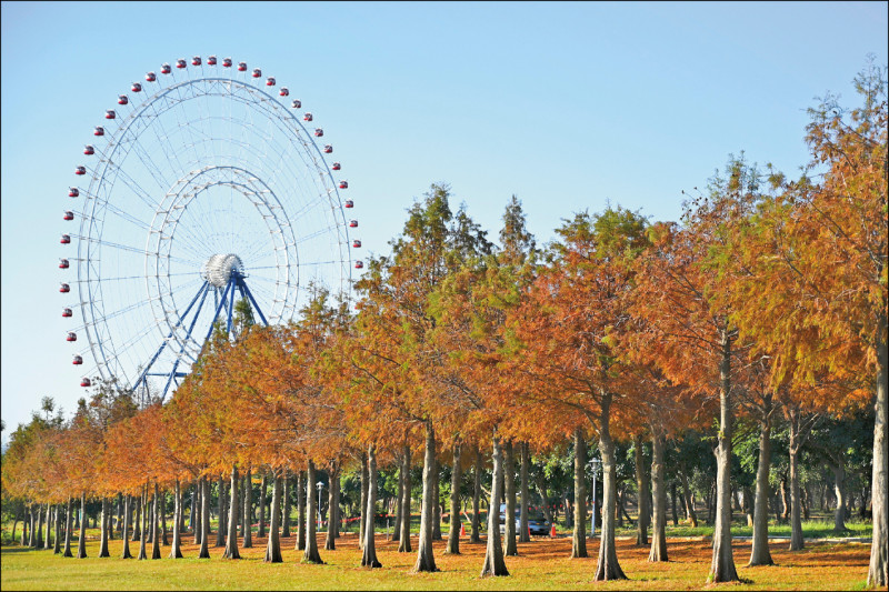 麗寶樂園落羽松大道，吸引樂齡族。（麗寶樂園提供）