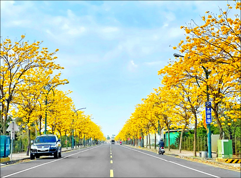 田尾鄉公園路兩旁黃金風鈴木，週一清晨突然大爆發。（民眾提供）