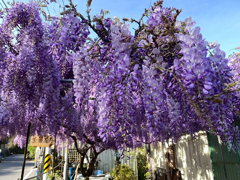 梨山清泉橋頭惠裕商店旁的紫藤盛開，紫色花瀑令行經民眾驚艷。（民眾提供）（記者歐素美攝）