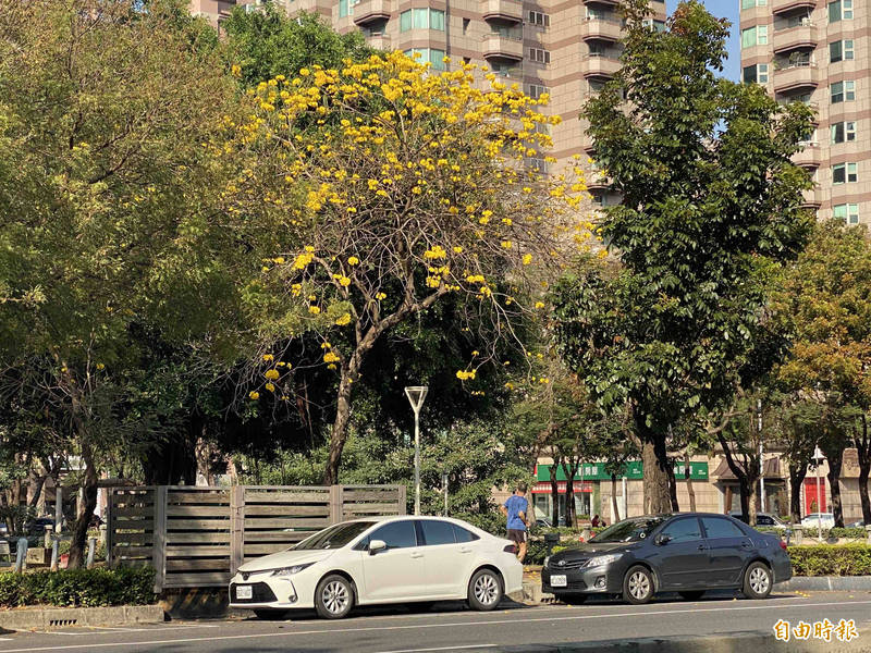 左營區黃花風鈴木綻放。（記者黃旭磊攝）