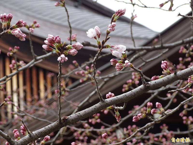 东京靖国神社染井吉野樱标本木是判断东京樱花绽放的基准，气象厅今确定已开满5朵以上，符合宣布樱花开花的标准。图为19日下午含苞待放的状况。（记者林翠仪摄）(photo:LTN)