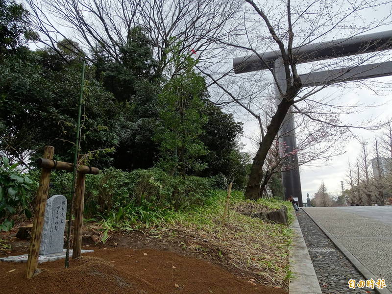 2022年东京樱花季前夕，台日团体17日在靖国神社第一鸟居前花坛种下来自台湾的昭和返乡樱。（资料照）(photo:LTN)