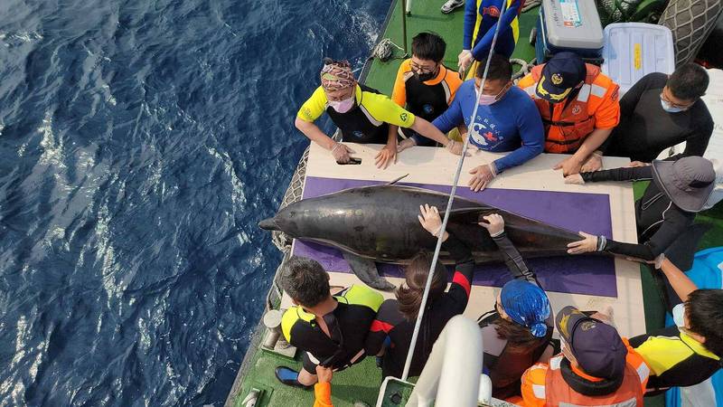 昨日被發現的擱淺保育類「印太瓶鼻海豚」，於今天下午在安平外海完成野放。（成大海洋生物暨鯨豚研究中心提供）