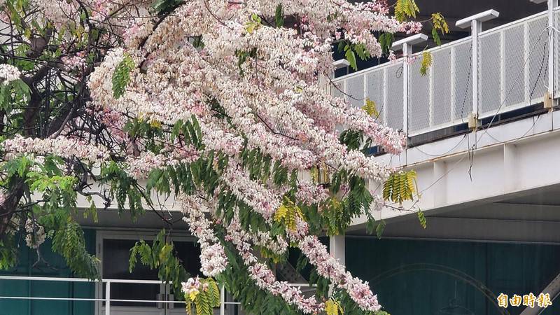 屏東青創園區的花旗木盛開的很漂亮。（記者葉永騫攝）