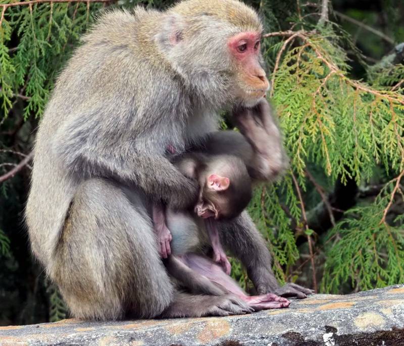 玉山塔塔加園區進入台灣獼猴繁殖季，惟近日卻有母猴抱猴屍活動覓食。（圖由玉管處提供）