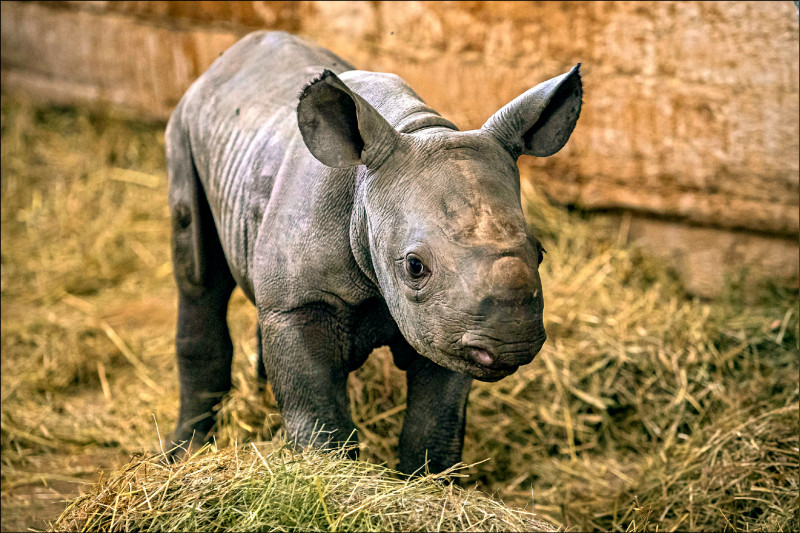 捷克動物園新出生的黑犀牛被命名為「基輔」。（歐新社檔案照）