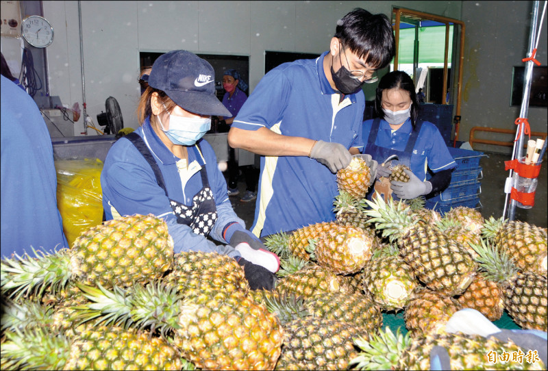 楠西區福農果菜運銷合作社已經啟動出口作業，將台南鳳梨輸往日本，工作人員忙著分級、裝箱。（記者吳俊鋒攝）