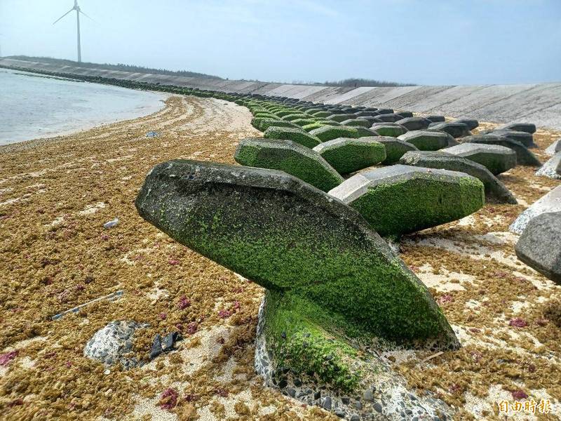 澎湖季節限定美景菓葉綠石槽，已漸漸成形。（記者劉禹慶攝）