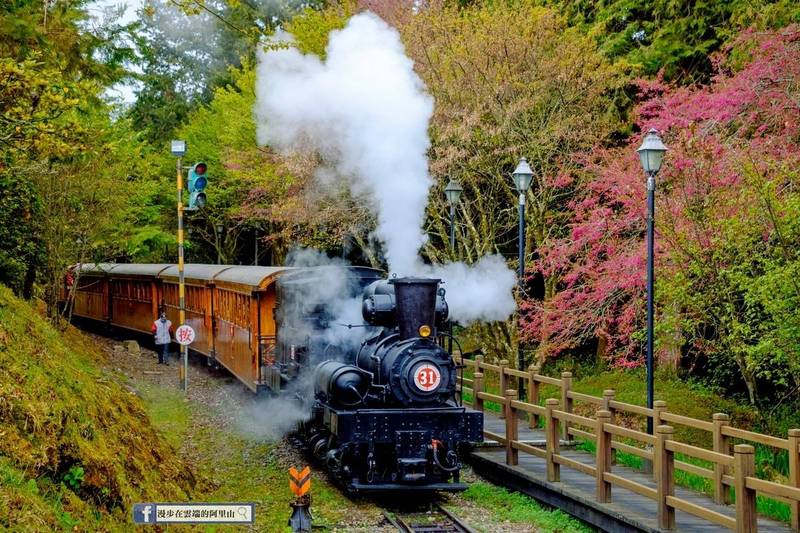 SL-31號櫻花蒸汽主題列車。（黃源明提供）