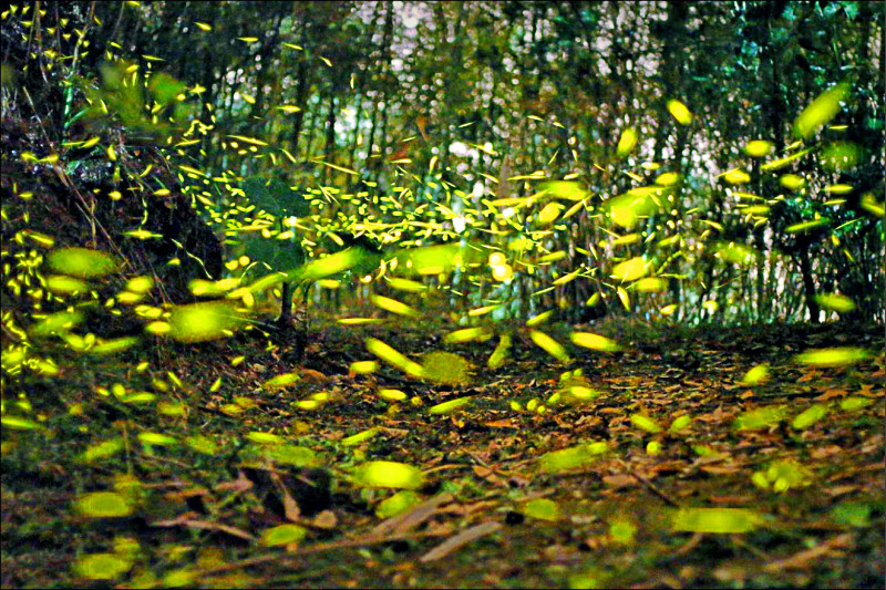 雨水滋潤，嘉義縣山區螢火蟲大爆發，處處可見「螢光點點」美景。（王三華提供）