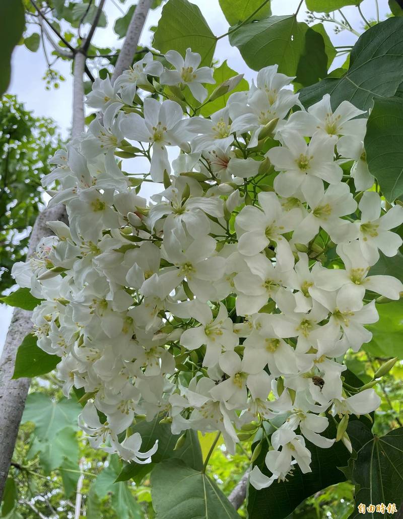 埔里鎮賞桐花勝地牛耳藝術渡假村園區的桐花目前已開了2成，只要雨水、氣溫配合，預估4月上、中旬盛開。（記者佟振國攝）