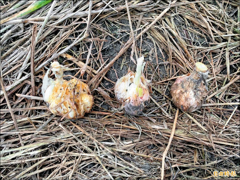 蒜頭遭大雨沖涮，蒜球有些已爆裂、腐爛。（記者詹士弘攝）